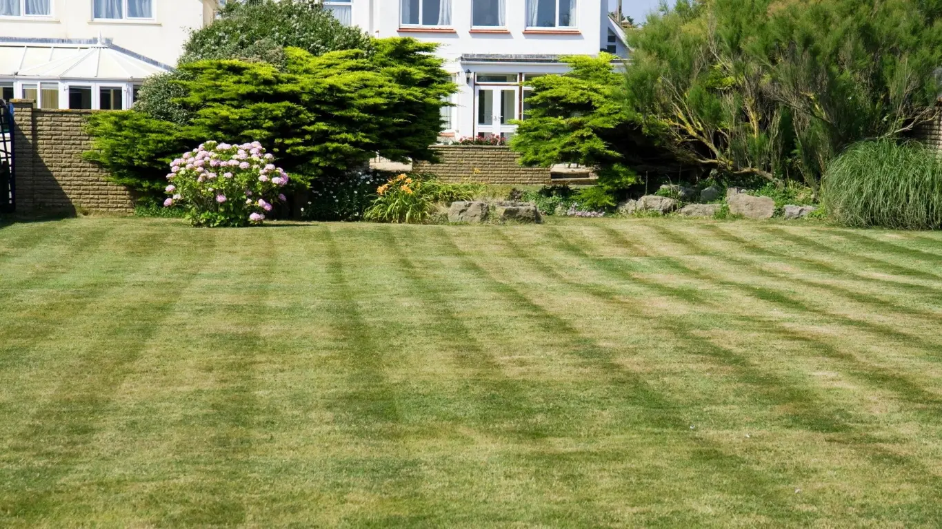lawn maintenance